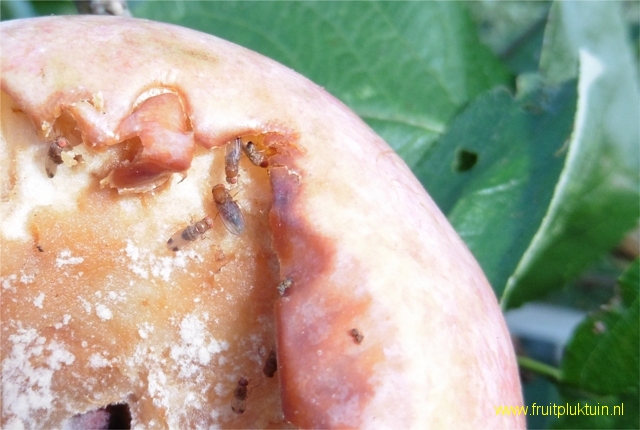 Drosophila suzukii op appel